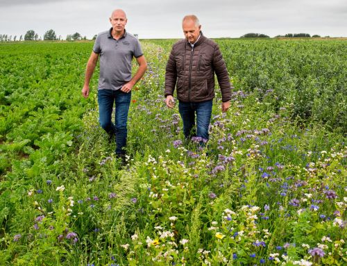 Boer wordt weer boer